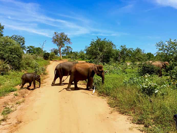 Grand Udawalawe Safari Resort