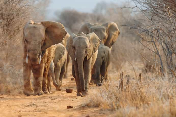 Madikwe Hills Private Game Lodge