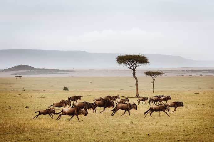Out Of Africa by Laba Explorer