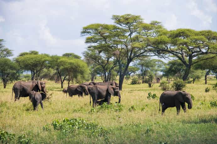 Lemala Mpingo Ridge