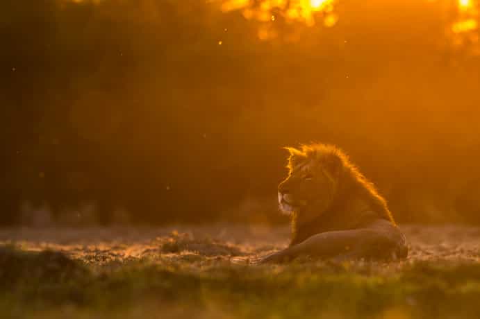 Busanga Plains Camp