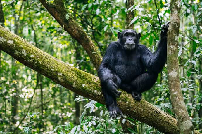 Kibale Primate Lodge