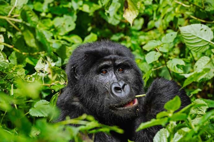 Silverback Lodge