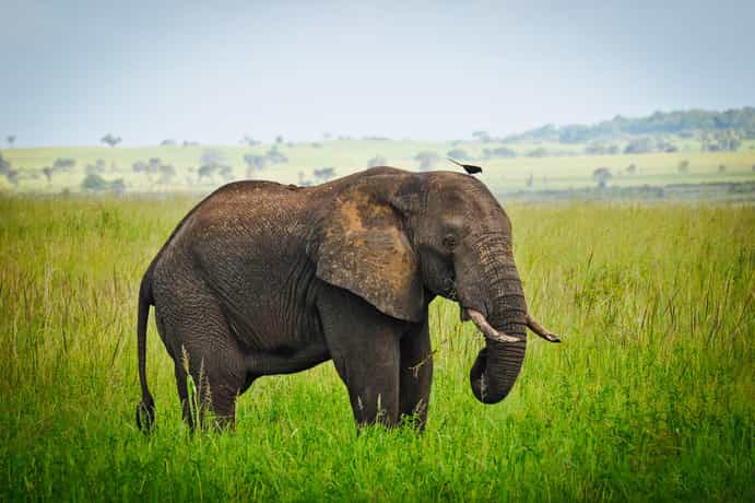 Adere Safari Lodge