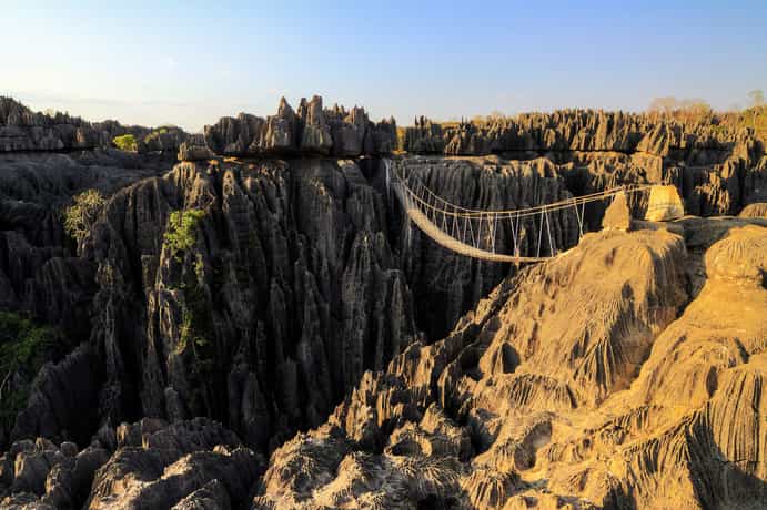 Orchidée du Bemaraha