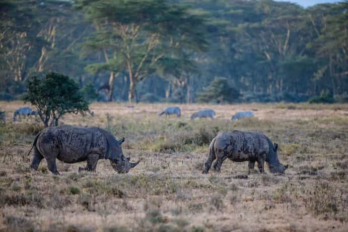 The Cliff Nakuru