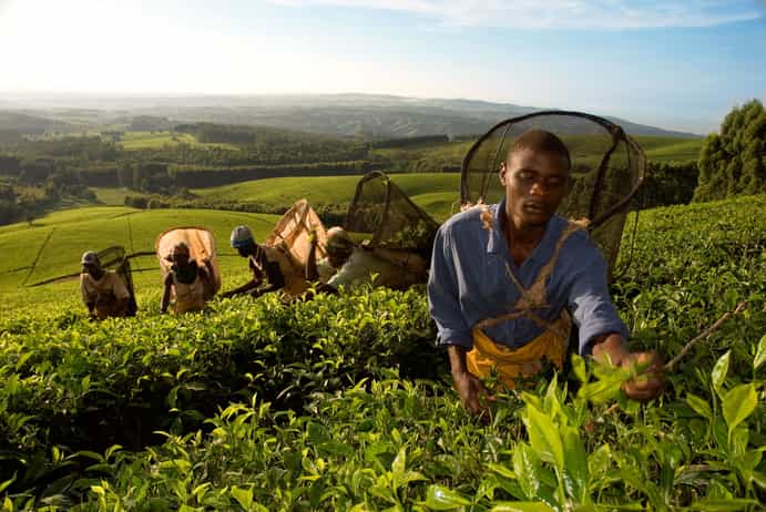 Mulanje & Highlands Hike