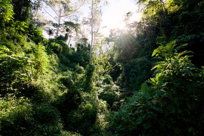 Zomba Forest Lodge
