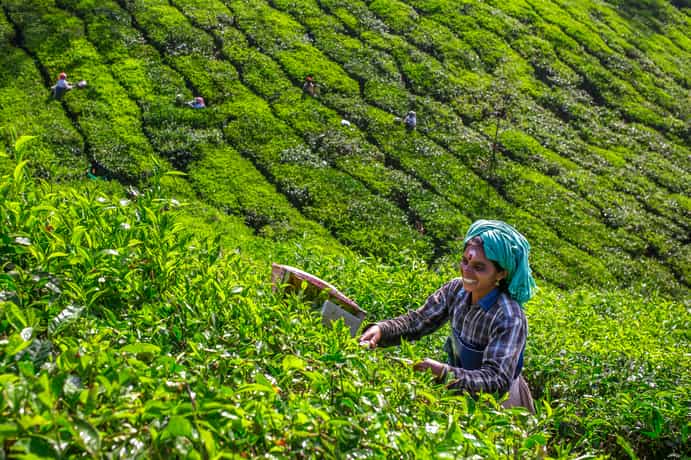 Fragrant Nature Munnar