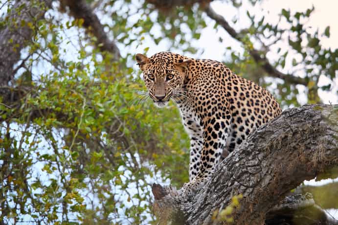 Leopards Trails Mobile Camp - Yala NP