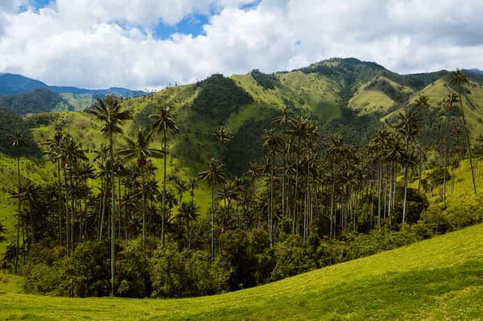 Caña Brava
