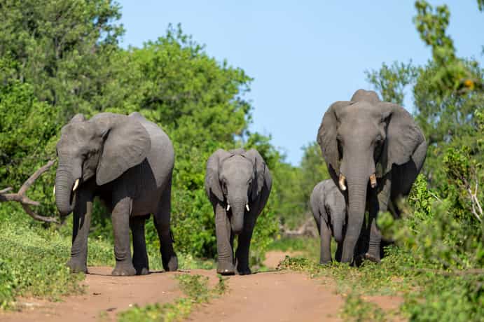 Kwenga Safari Lodge
