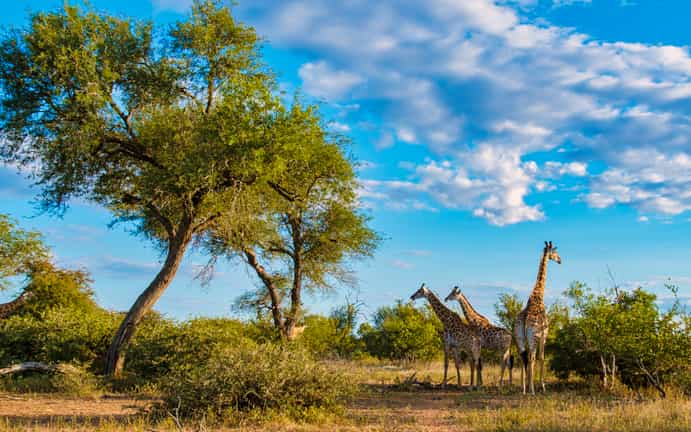 Wait A Little Tented Camp