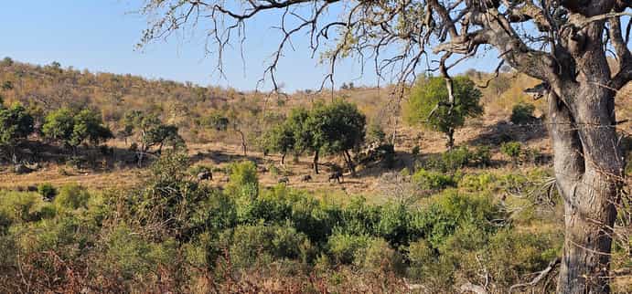 Tulela