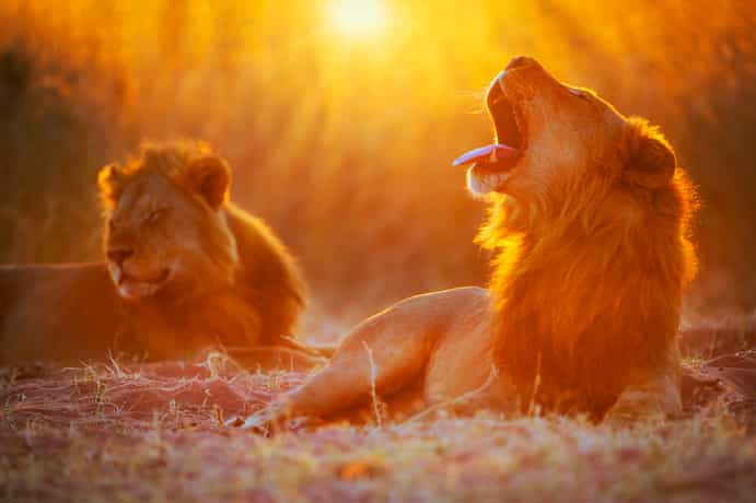 Garonga MCH Luxury Tented Camp