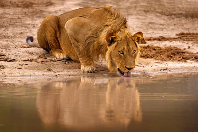 Elephant Plains Game Lodge