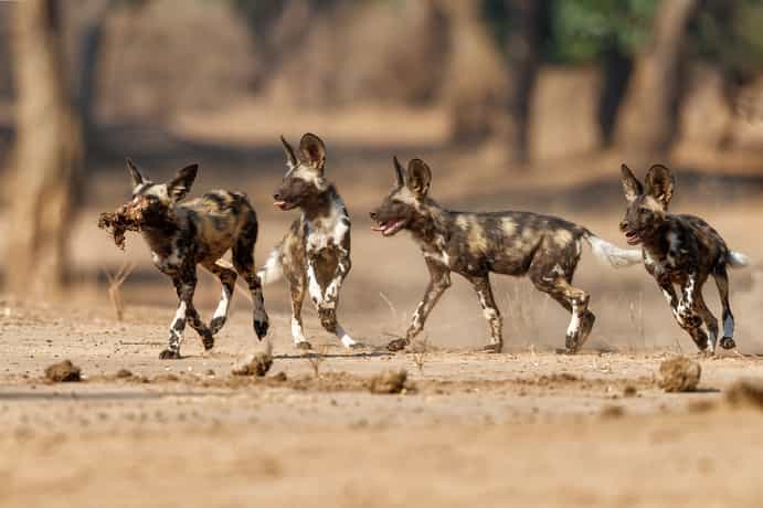 Tintswalo Safari Lodge