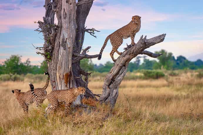 Rhino Plains Camp & Walking Safaris