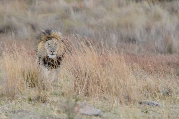 Pitse Private Game Lodge