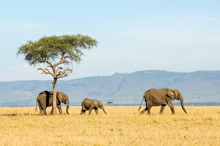 Start building your Tanzania luxury safari