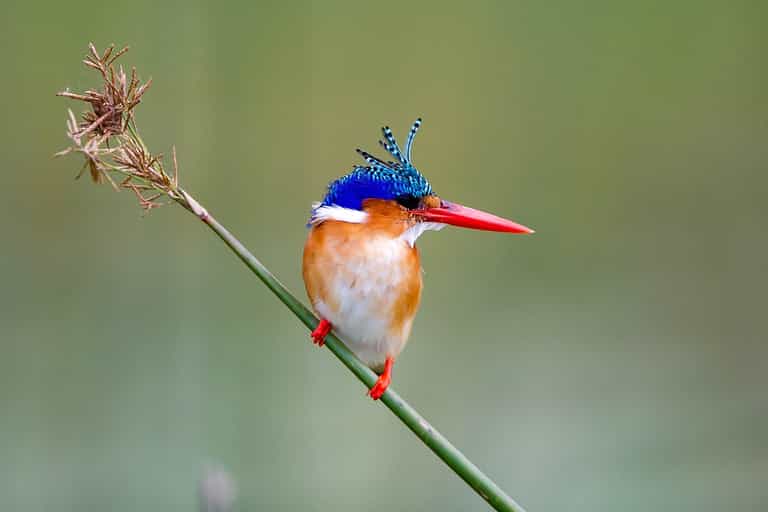 Birding safari in the Okavango