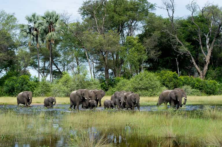 Chiefs Island walking safari