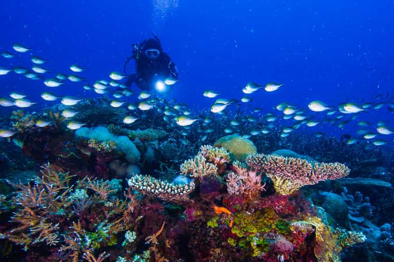 Scuba diving in the Quirimbas Archipelago