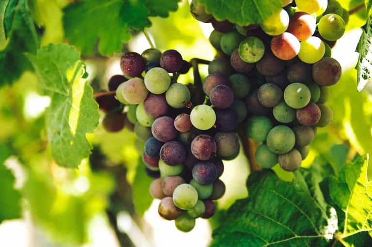 Organic & biodynamic wine tasting experience