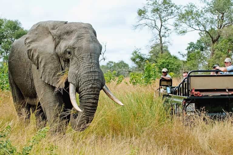 Create the ultimate Kruger National Park safari