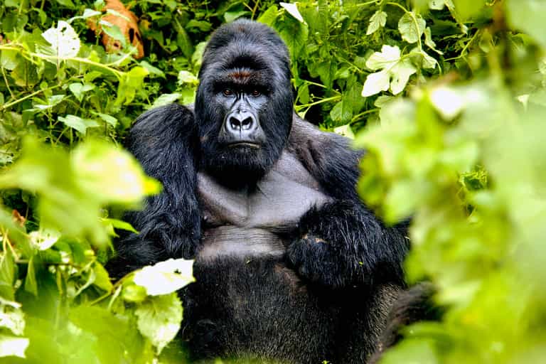 Gorillas and Chimps