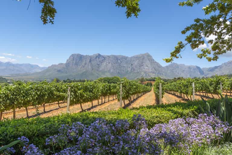 Wine & vineyards