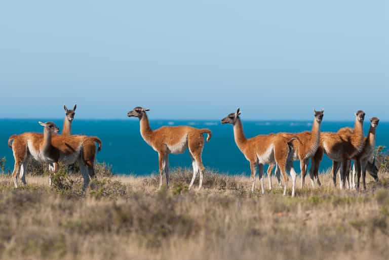 Wildlife