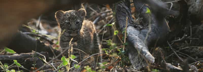 Endeavour Savuti Safaris