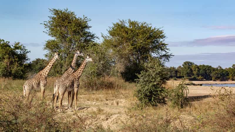 Kasikizi Bushcamp