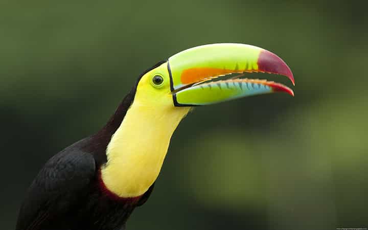 Selva Verde Lodge