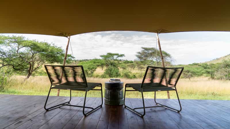 Serengeti Acacia Bliss