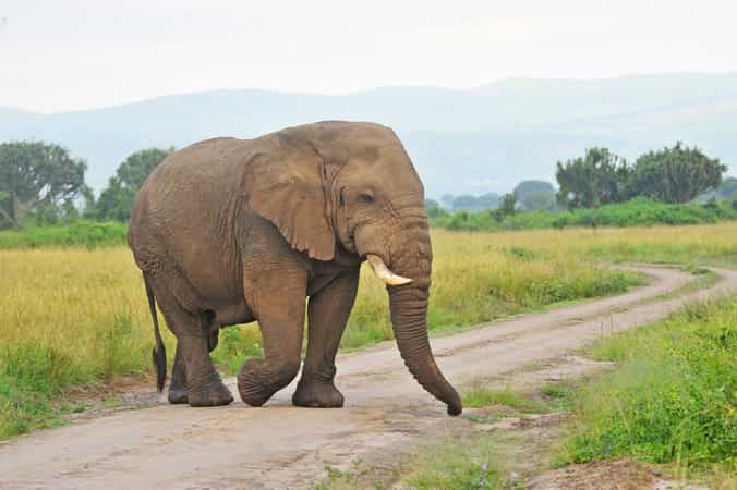 Elephant Plains Lodge