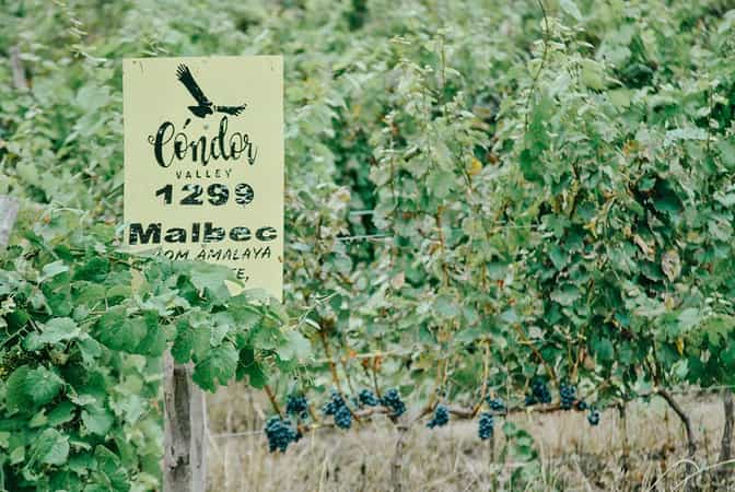 Condor Valley Estate & Winery