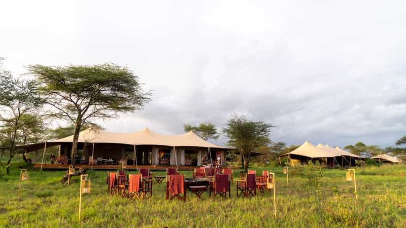 Serengeti Acacia Bliss