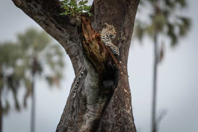 Singita Elela