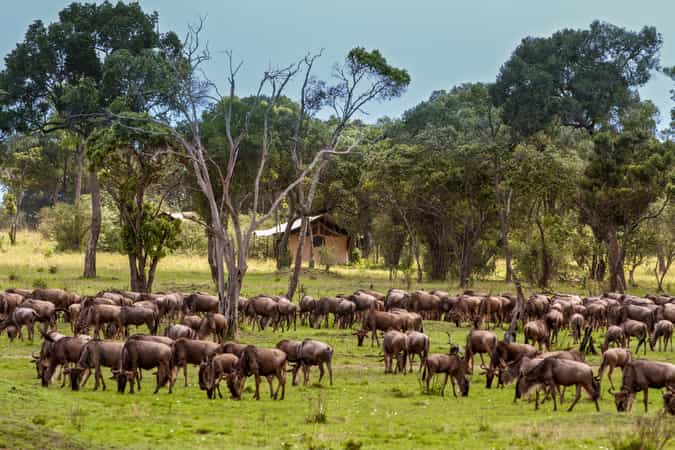 Lemala Mara Camp