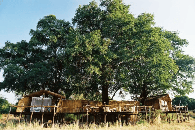 Flatdogs Jackalberry Treehouse