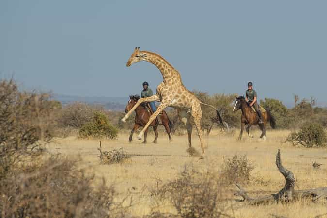 Horizon Horseback Safari Lodge