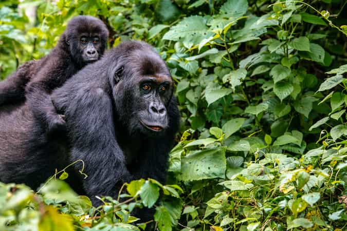Lulimbi Tented Camp