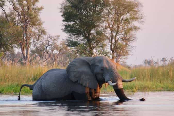 On Foot Through Botswana