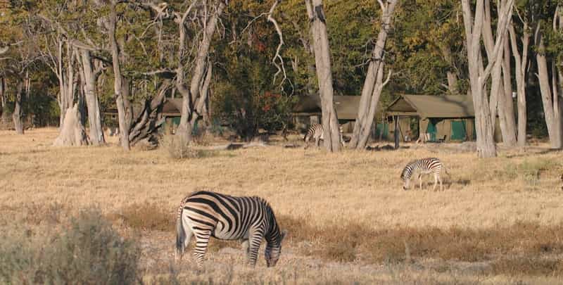 Mobile Safaris